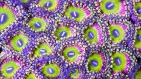 Candy Apple Pinks Zoas