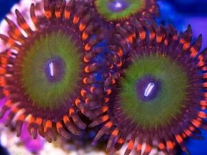 Candy Apple Reds Zoas