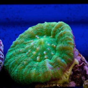 Candy Apple Scolymia