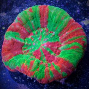 Bleeding Apple Scoly