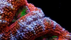 Candy Apples Reds Acan