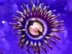Candy Bomber Zoas