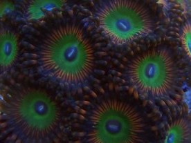 Candy Kush Zoas