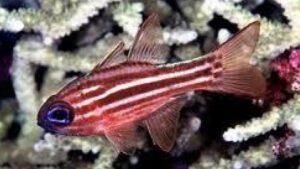 Candy Stripe Cardinal