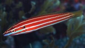 Candycane Wrasse