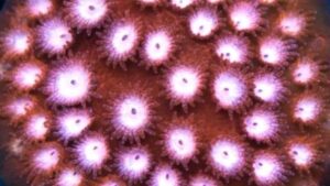 Candyland Cyphastrea