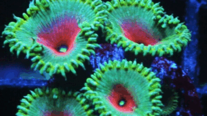 Captain America Palys