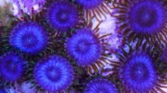 Caribbean Blue Zoas