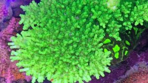 Castells Banana Table