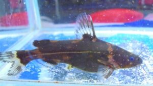 Dwarf Bumblebee Catfish