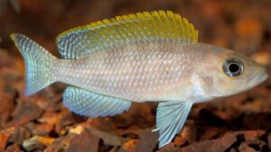 Caudopunctatus Cichlid