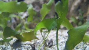 Blade Algae