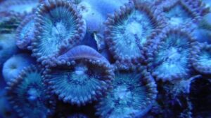 Chameleon People Charmers Zoas