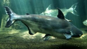 Chao Phraya Giant Shark