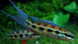 Checkerboard Cichlid