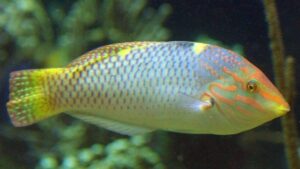 Checkerboard Wrasse