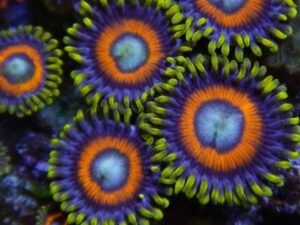Chernobyl Zoas