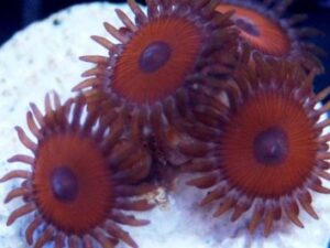 Cherry Bomb Zoas