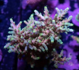 Poison Ivy Acropora