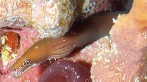 Chestnut Moray