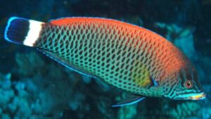 Chiseltooth Wrasse