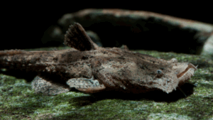 Chocolate Frogmouth Catfish