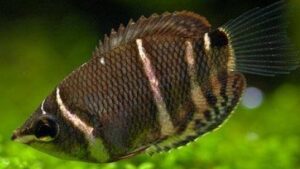 Chocolate Gourami