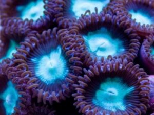 Chocolate Mint Zoas