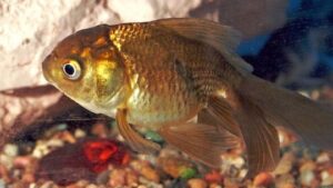 Chocolate Oranda Goldfish