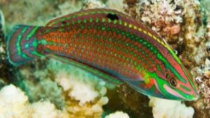 Christmas Wrasse