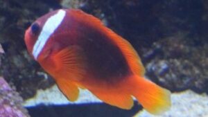 Cinnamon Clownfish