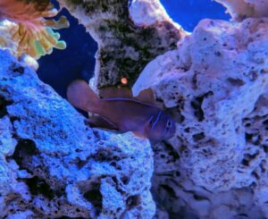 Citrinis Clown Goby