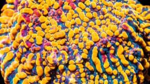 Cloudberries Chalice