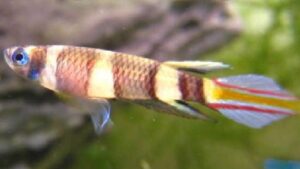 Clown Killifish