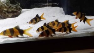Clown Loach