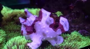 Clown Wartskin Angler