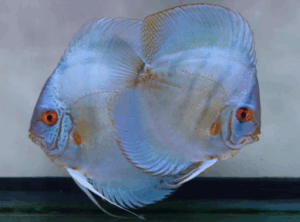 Cobalt Discus