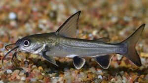 Colombian Shark Catfish