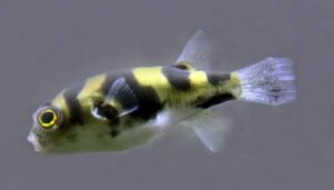 Amazon Puffer
