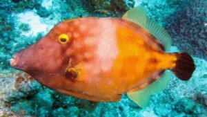 Colored Filefish