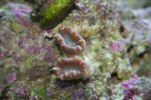 Colored Trumpet Corals