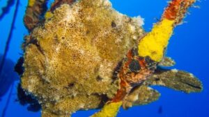 Commersons Frogfish
