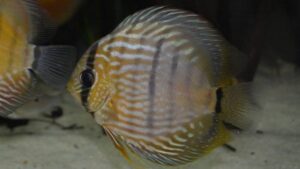 Common Discus