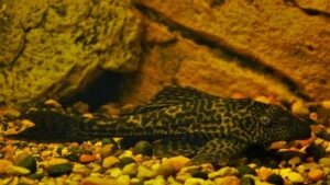 Common Pleco M