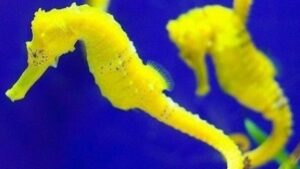 Common Seahorse
