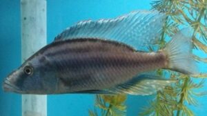 Compressiceps Cichlid