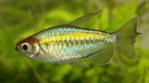 Congo Tetra