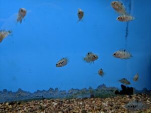 Black Convict Cichlid