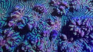 Convict Chalice Pectinia