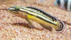 Convict Julie Cichlid